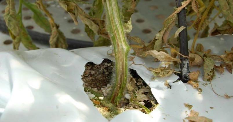 Fusarium en cucurbitaceas