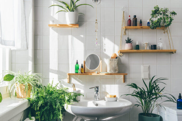 Diez plantas para decorar el baño y hacerlo más acogedor